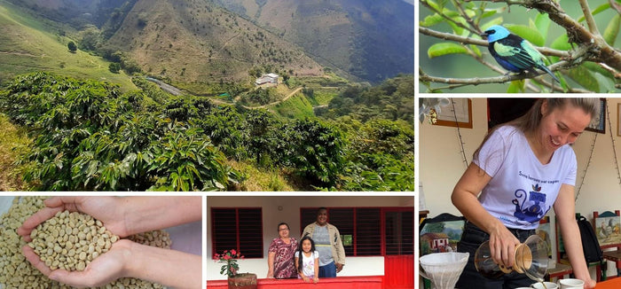 Cumbres coffee farms in Antioquia, Colombia: mountain coffee fields, green coffee, a producer family and a bird in the trees