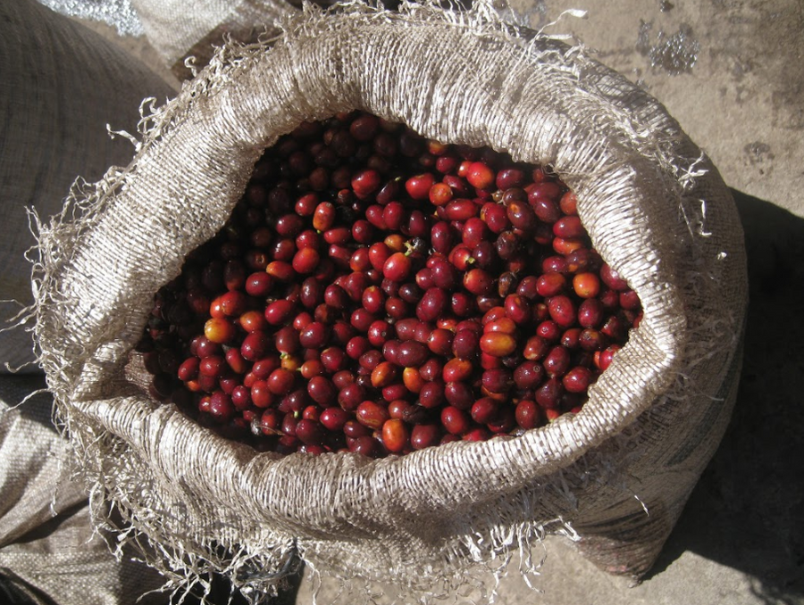 Guatemala Finca Medina Anexo Portal