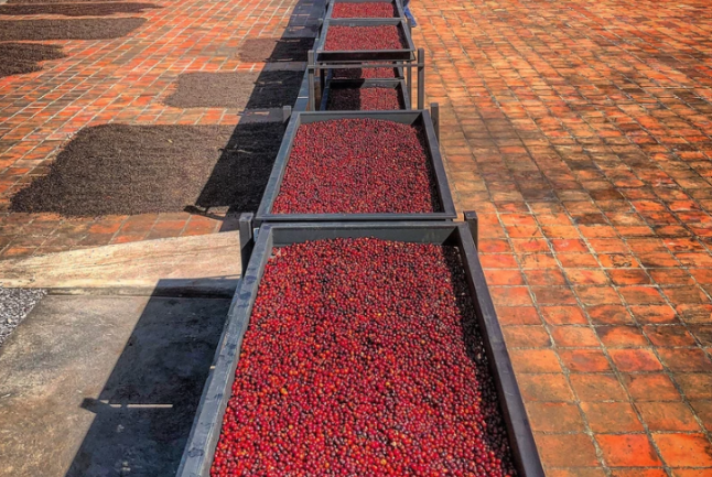 El Salvador Mapache Sampacho Natural Santa Erlinda