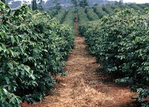 Kenya Nyeri Hill