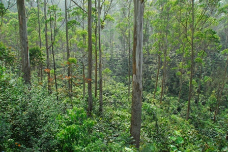 Indonesia West Java