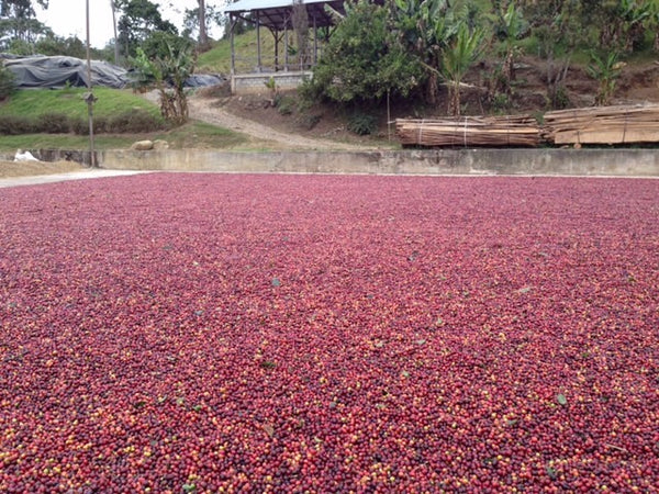 Costa Rica F1 “La Hacienda” Natural