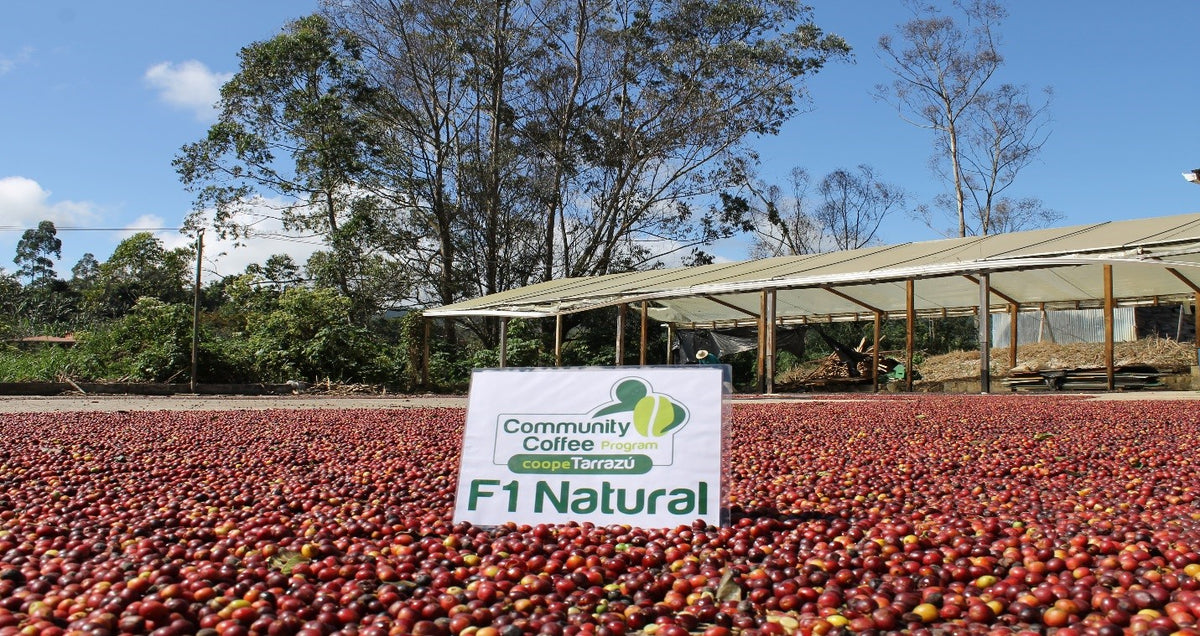 Costa Rica F1 “La Hacienda” Natural