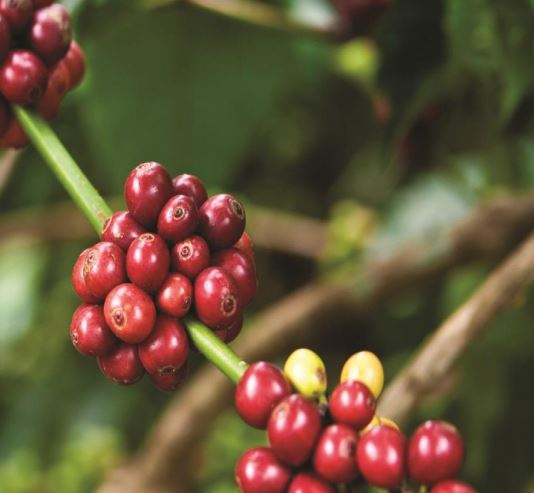 Colombia Cauca ACEC