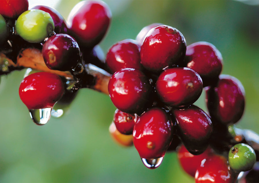 Guatemala Huehuetenango Ixlama