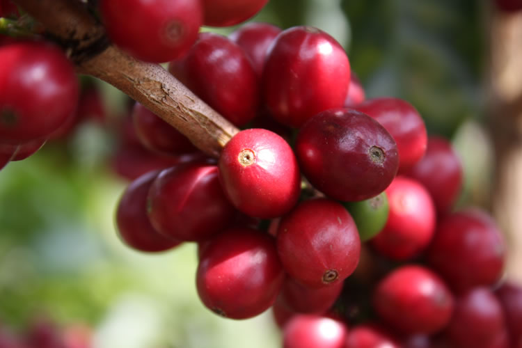 Mexico Finca Muxbal Natural