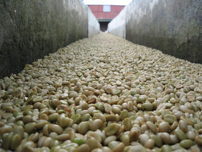 Mexico Finca Muxbal Honey