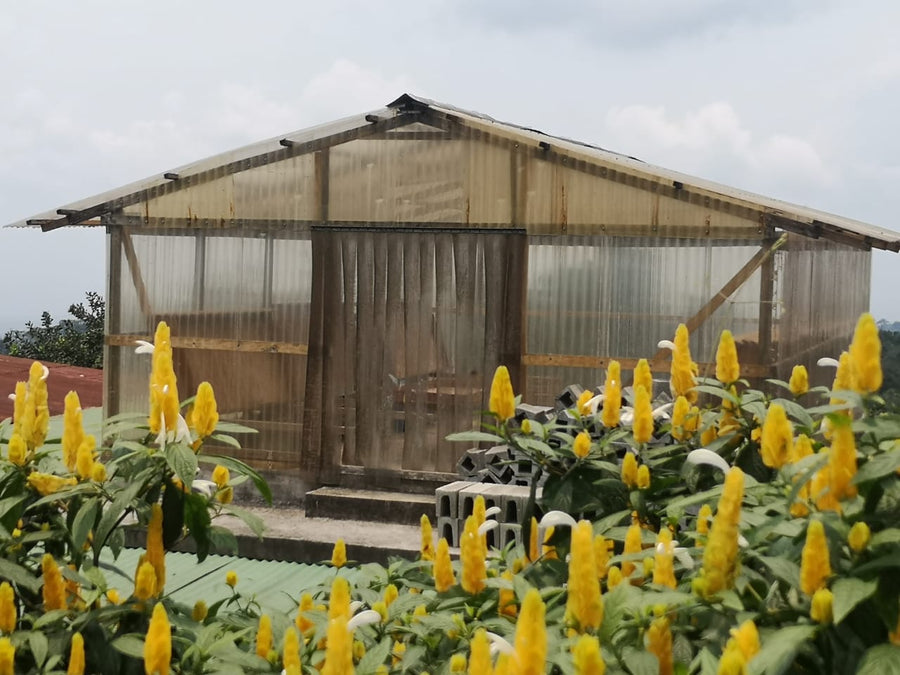 Guatemala Finca Nueva Granada Laurina