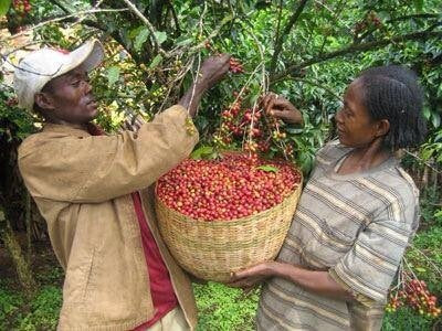 Ethiopia Sidamo
