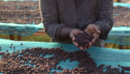 Ethiopia Grade 1 Beloya