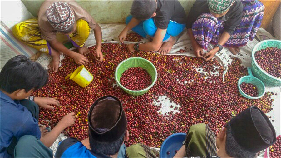 Indonesia Sumatra Gayo FairTrade Organic