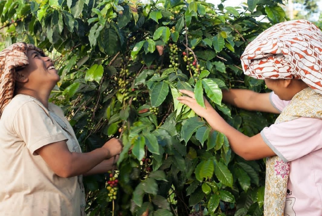 Indonesia Sumatra Gayo FairTrade Organic