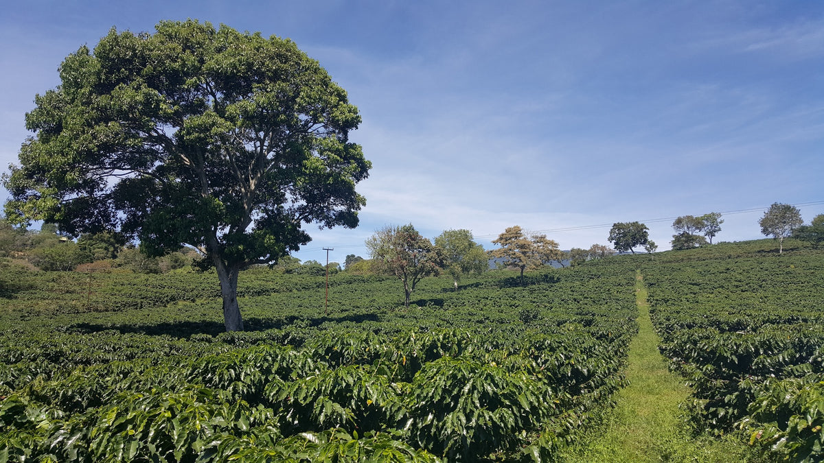 Rows of coffee trees under a shade tree on a partner farm at origin