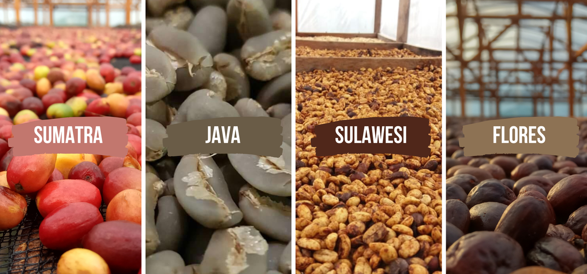 Four Indonesian coffees from Sumatra, Java, Sulawesi and Flores, shown as cherries and green coffee drying