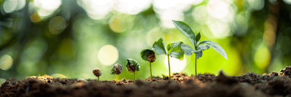 Young coffee seedlings sprouting from healthy soil