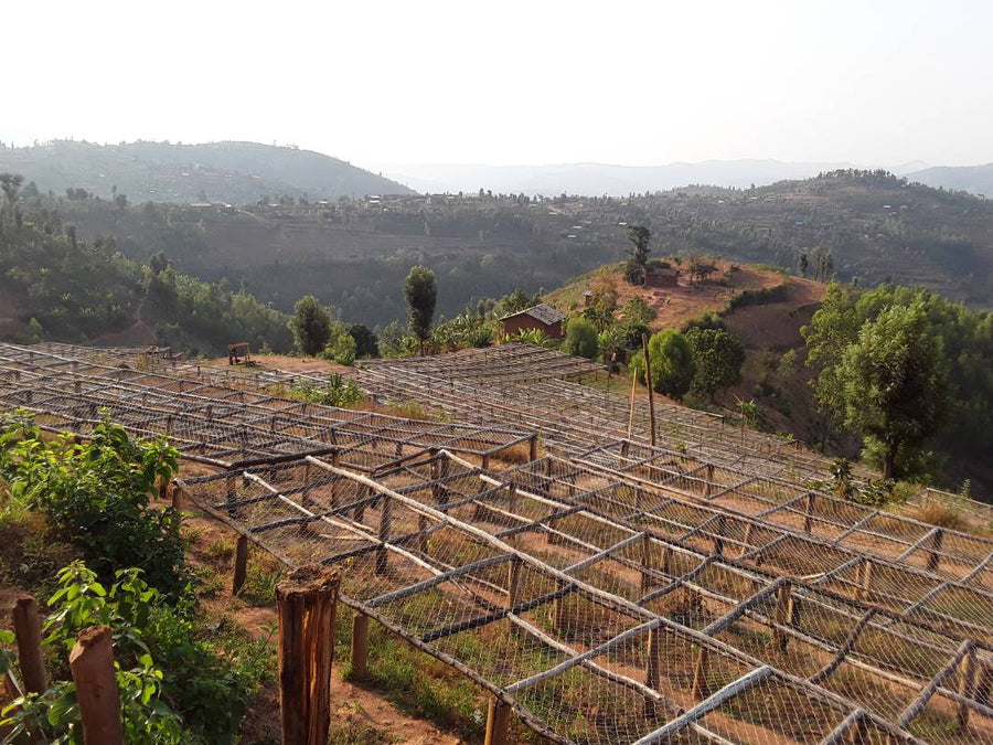 Rwanda Ibisi Mountain