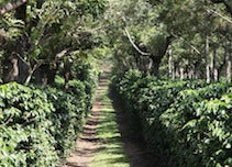 Guatemala Chimaltenango