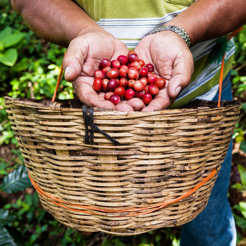 Honduras Beneficio Santa Rosa