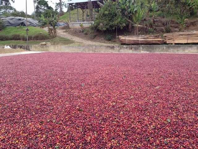 Costa Rica F1 “La Hacienda” Natural