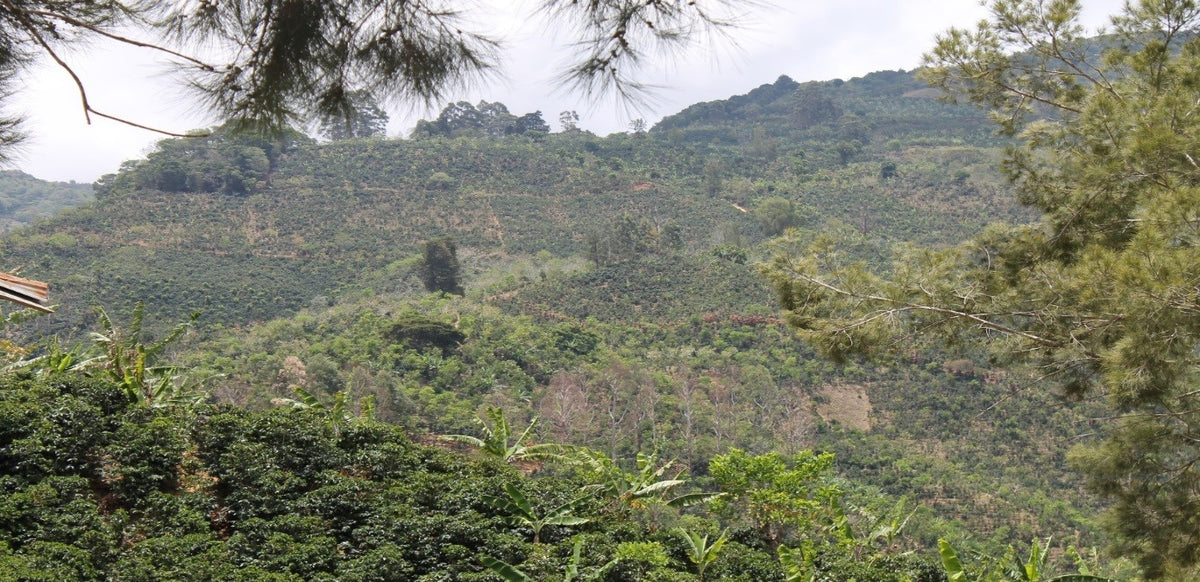 Costa Rica La Pastora