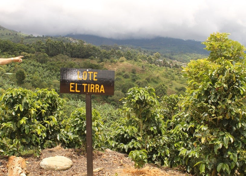 Costa Rica Tirra Honey Process