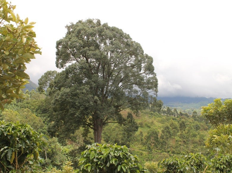 Costa Rica Tirra Honey Process