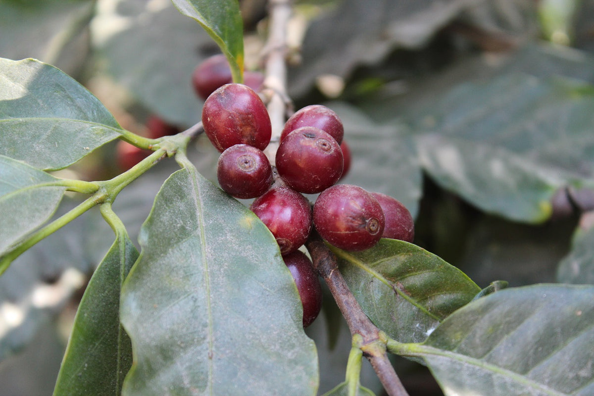 Guatemala Finca San Rafael Urias