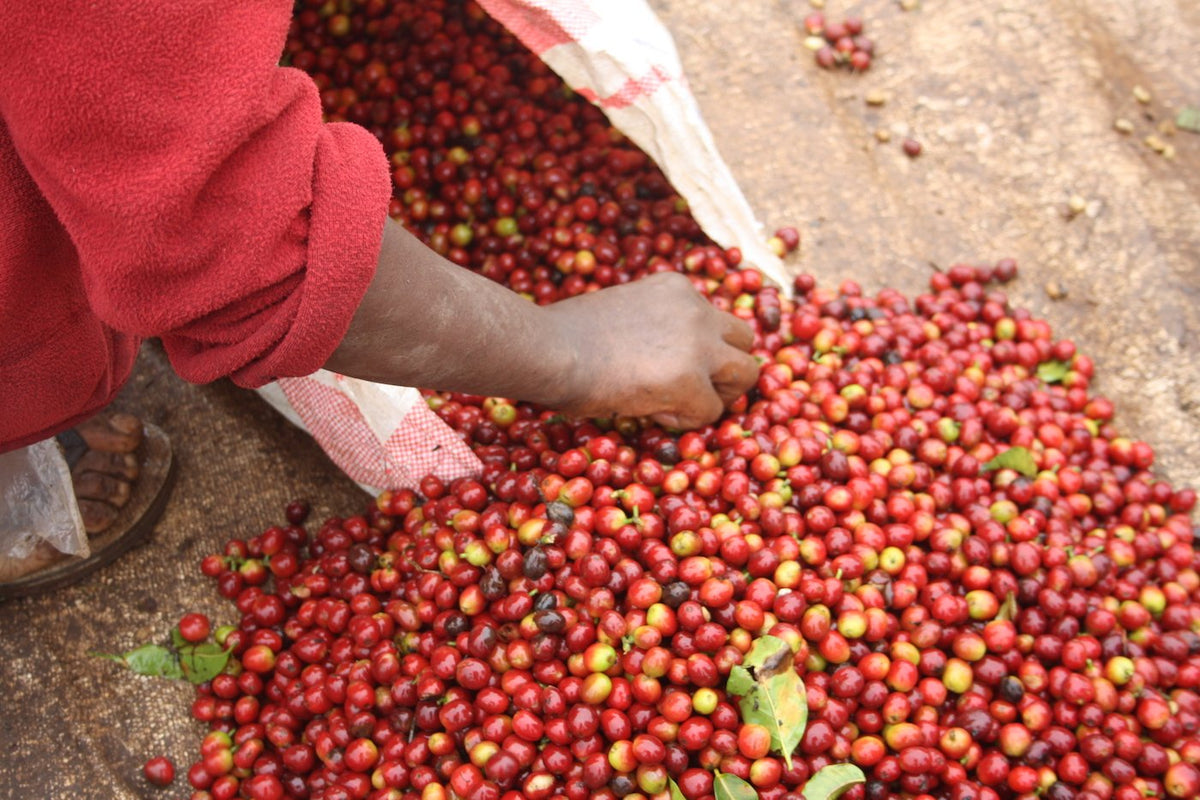 Tanzania Mt Kilimanjaro Peaberry