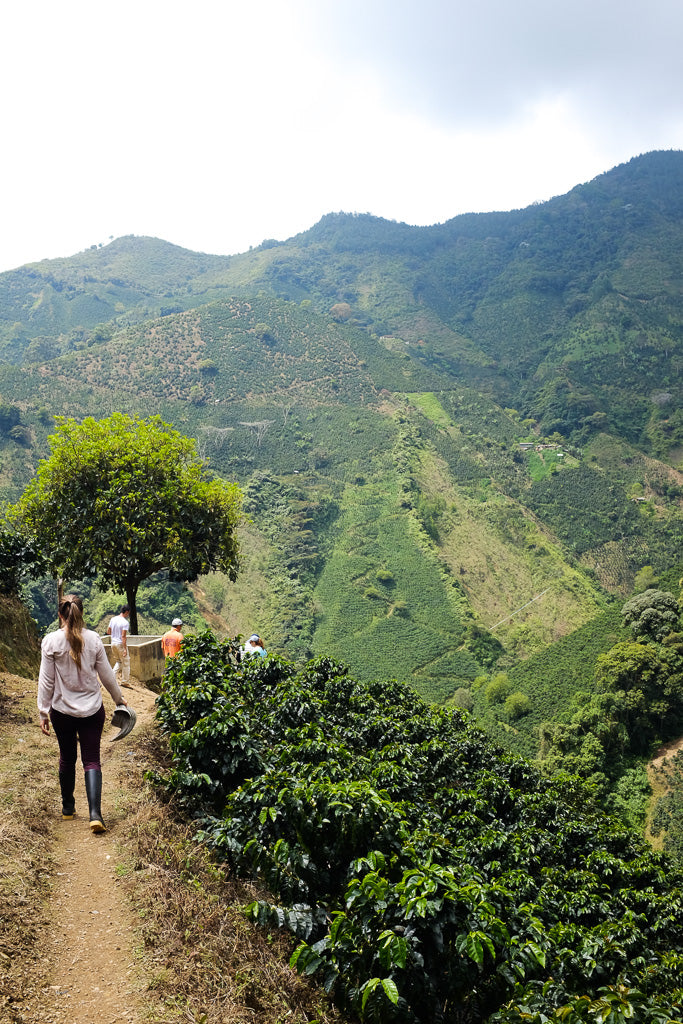 Colombia La Conchita Microlot