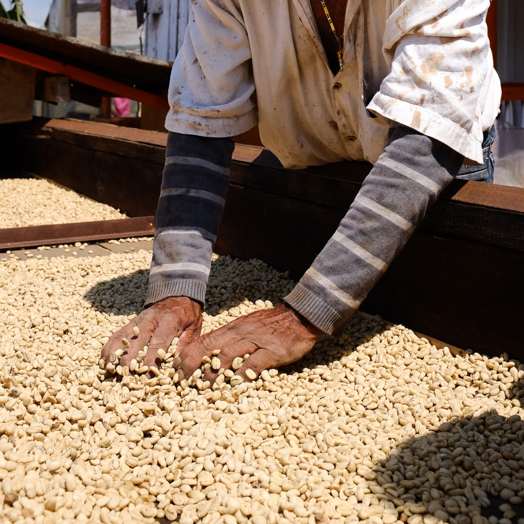 Colombia La Divisa Microlot