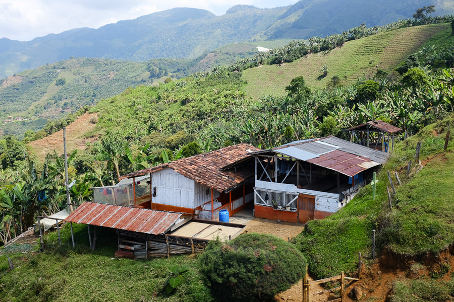 Colombia La Divisa Microlot