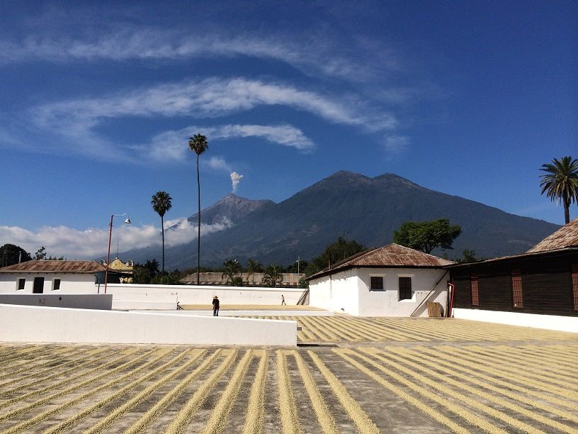 Guatemala Finca San Rafael Urias