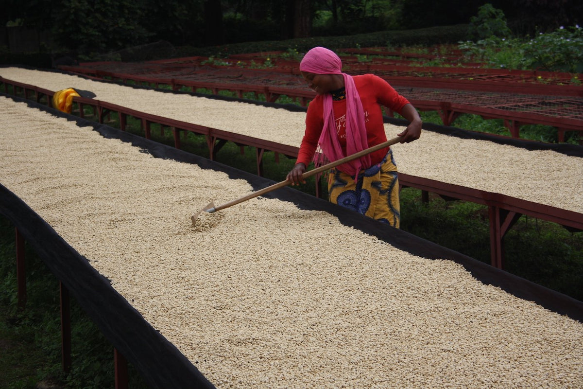 Tanzania Mt Kilimanjaro Peaberry