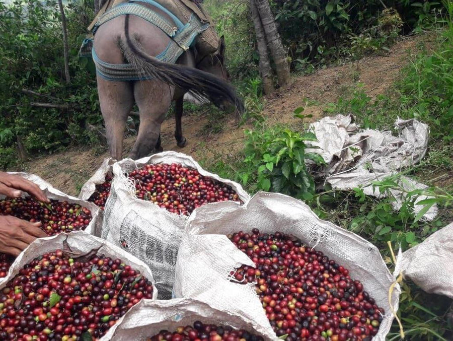 Colombia El Balcón Microlot