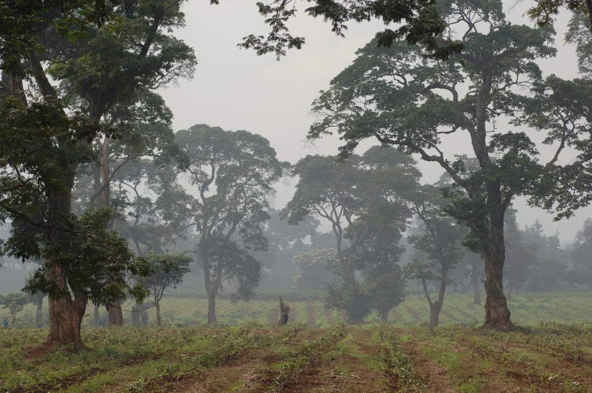 Tanzania Mt Kilimanjaro Peaberry