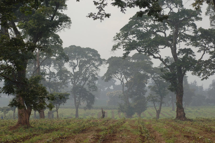 Tanzania Mt Kilimanjaro Peaberry