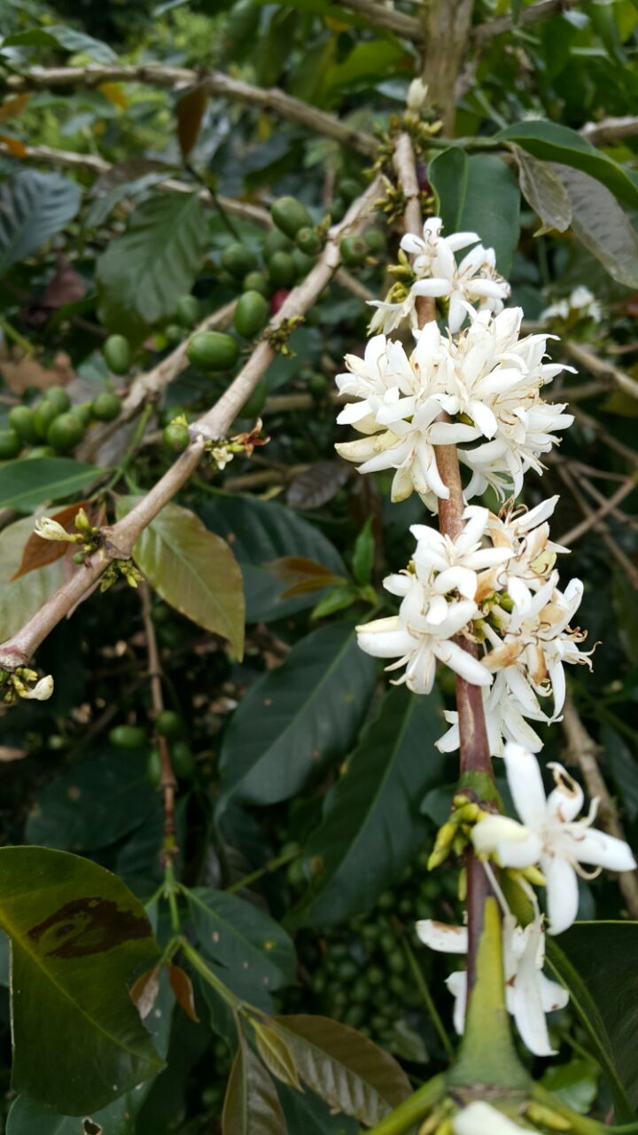 Indonesia Sumatra Tanah Karo
