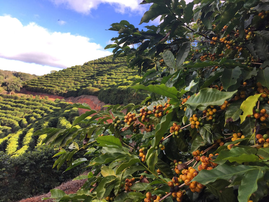 Brazil Fazenda Do Salto Peaberry