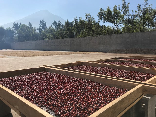 Guatemala Finca Medina
