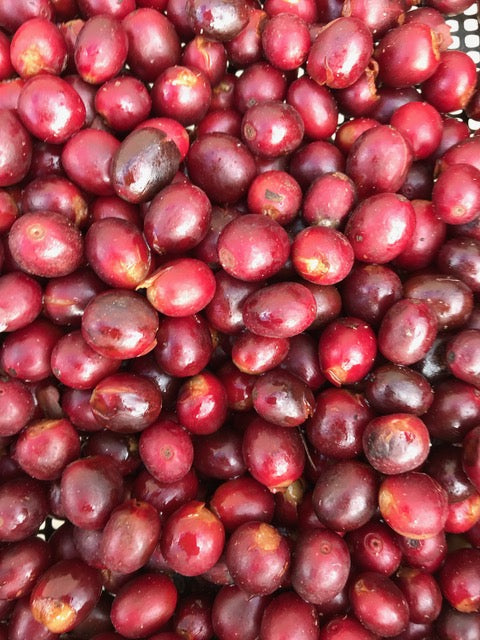 Guatemala Finca Medina