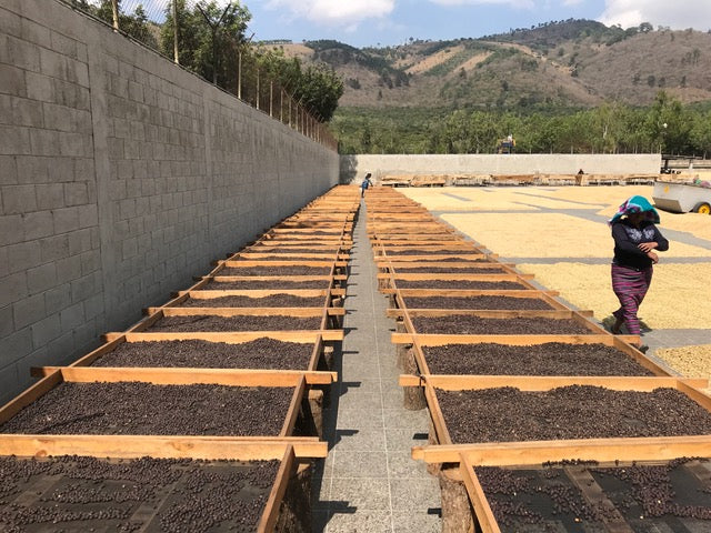 Guatemala Finca Medina