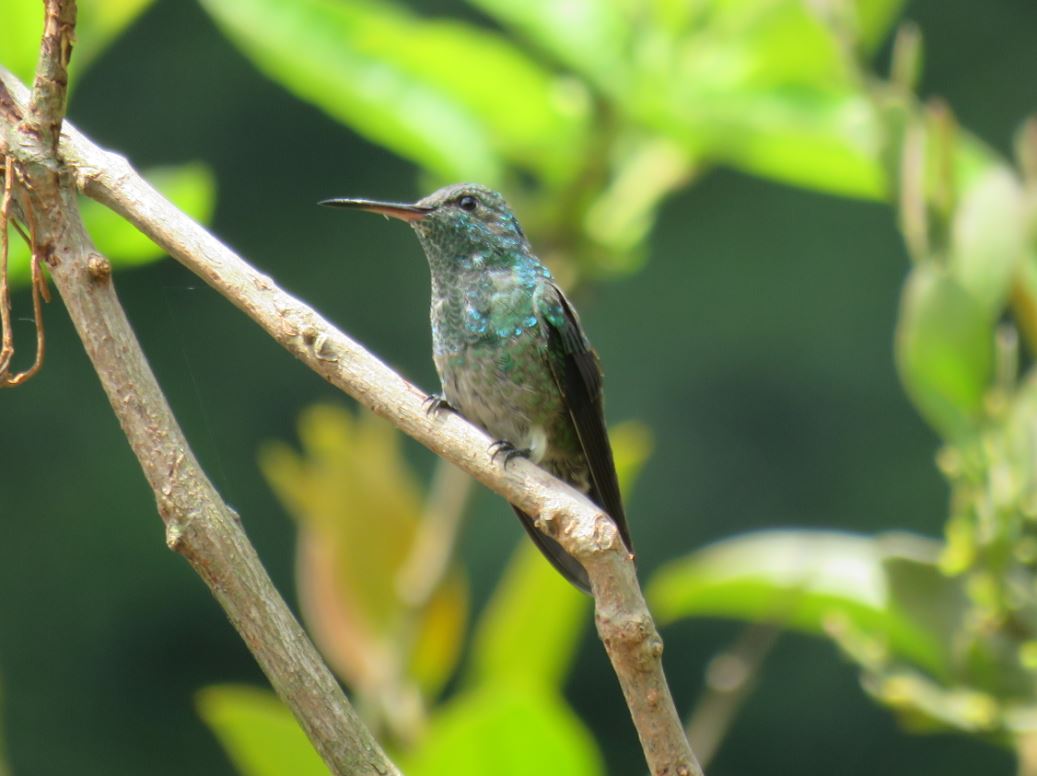 Colombia La Reserva