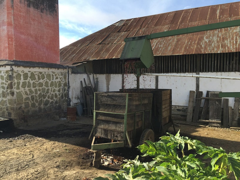 Guatemala Finca San Rafael Urias