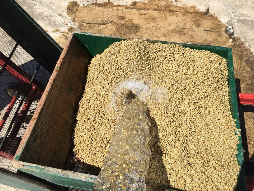 Guatemala Finca San Rafael Urias