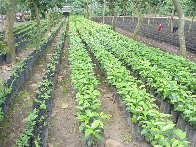 Mexico Finca Muxbal Honey