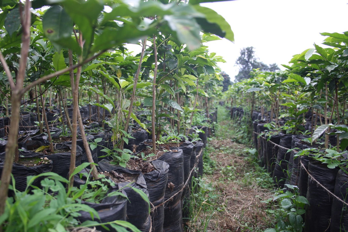 Tanzania Mt Kilimanjaro Peaberry
