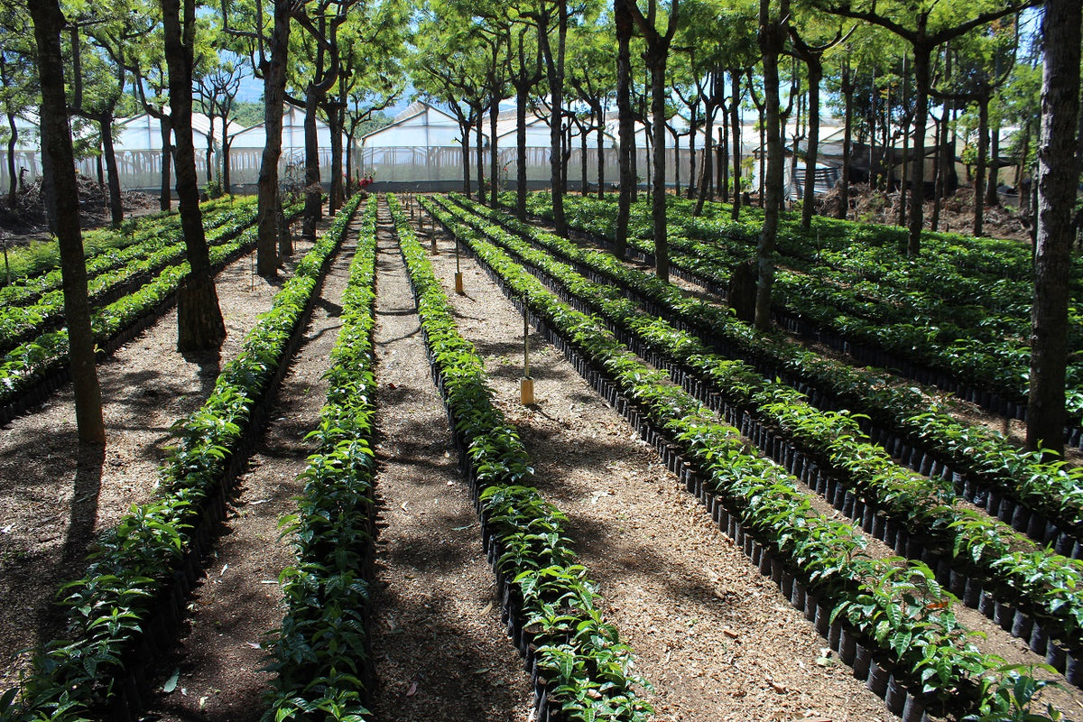 Guatemala Finca San Rafael Urias