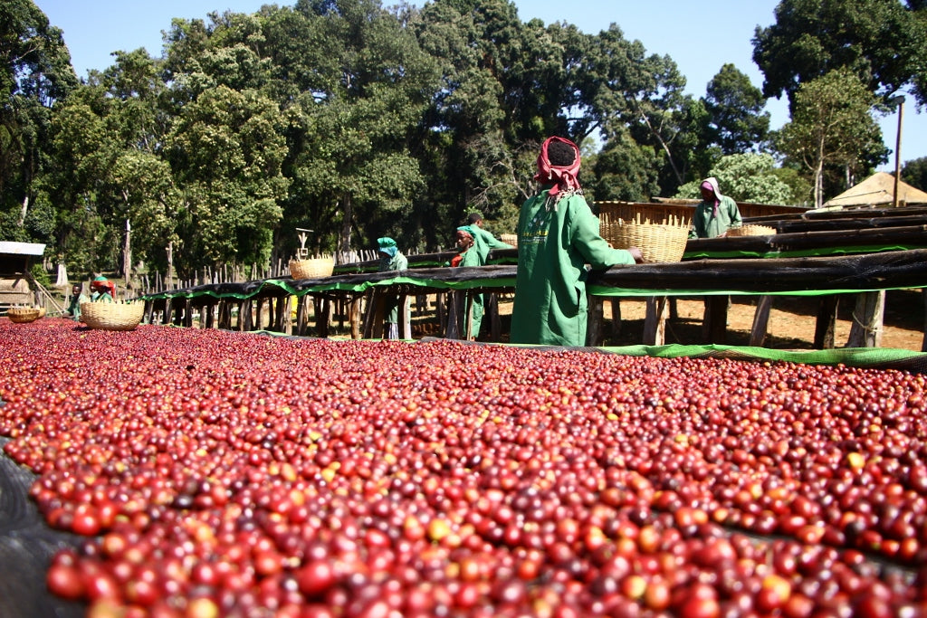 Ethiopia Gedeb Natural