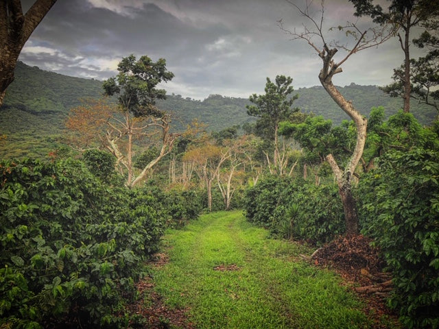 El Salvador Mapache Partida 74