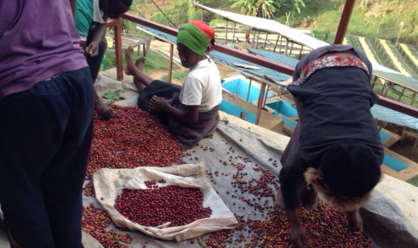 Rwanda Peaberry Inzovu